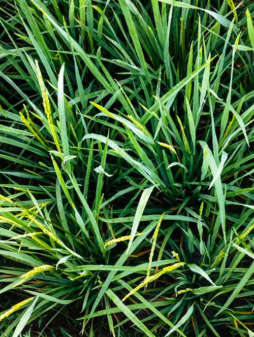 Free Close-up view of lush green rice plants, showcasing vibrant colors and healthy growth. Stock Photo
