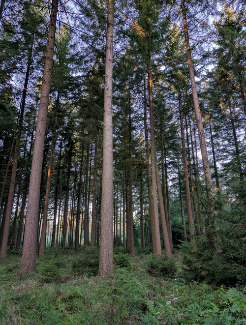 Free Tall coniferous trees in a lush forest during daytime, creating a serene and natural view. Stock Photo