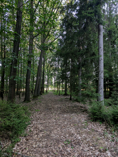 Free A tranquil woodland path surrounded by towering green trees and natural foliage. Stock Photo