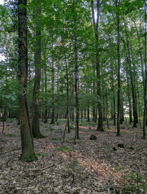 Free Serene forest view with dense green trees and sunlight filtering through. Ideal for nature themes. Stock Photo