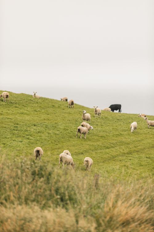 Free Tranquil scene of sheep grazing on a lush hillside in Castlepoint, Wellington Region, New Zealand. Stock Photo