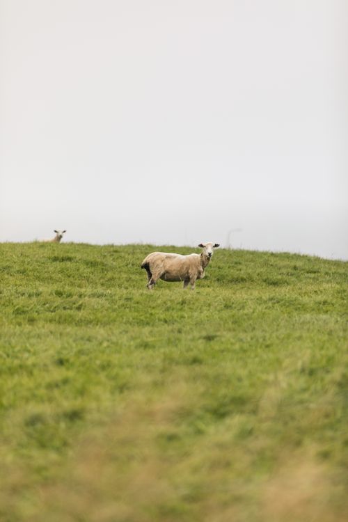 Free A serene image of sheep grazing on a foggy hill at Castlepoint, New Zealand, embodying rural tranquility. Stock Photo