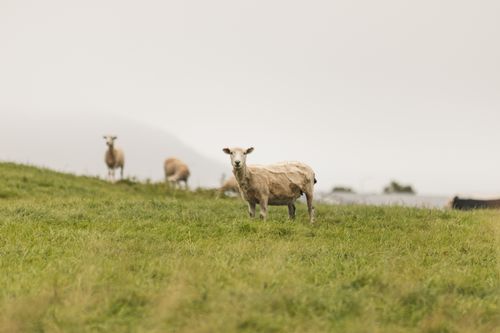 Free Sheep grazing on lush green fields at Castlepoint, New Zealand, amidst a foggy atmosphere. Stock Photo