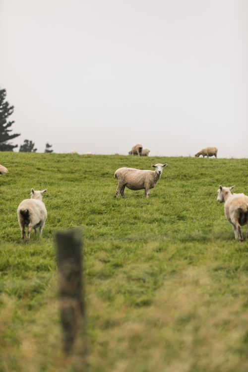 Free A serene landscape of sheep grazing on a misty hillside in Castlepoint, New Zealand. Stock Photo