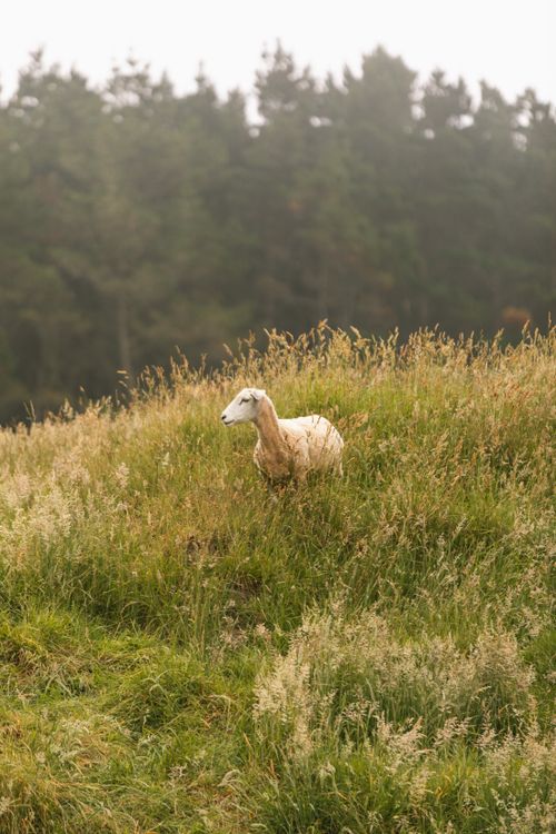 Free Sheep amidst lush grass on a foggy hilltop in Castlepoint, New Zealand. Stock Photo