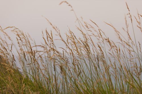 Free Gentle breeze through coastal grasses in Castlepoint, New Zealand. Stock Photo