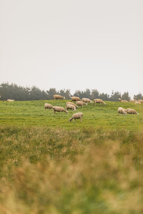 Free Serene landscape of sheep grazing on a grassy hill in Castlepoint, New Zealand. Stock Photo