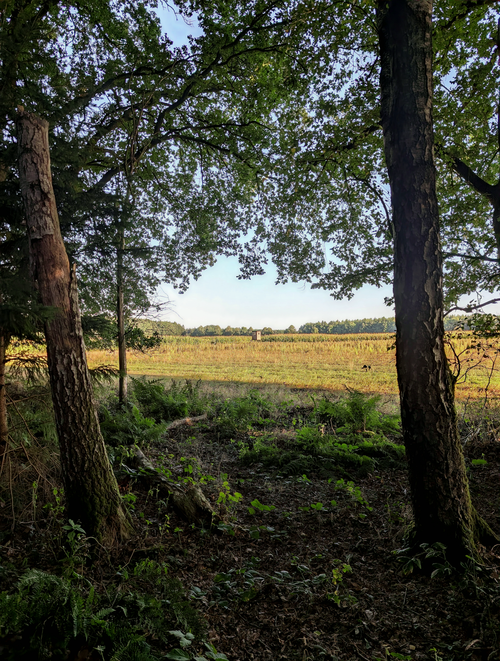 Free A serene sunlit field framed by tall trees in a lush forest setting. Stock Photo