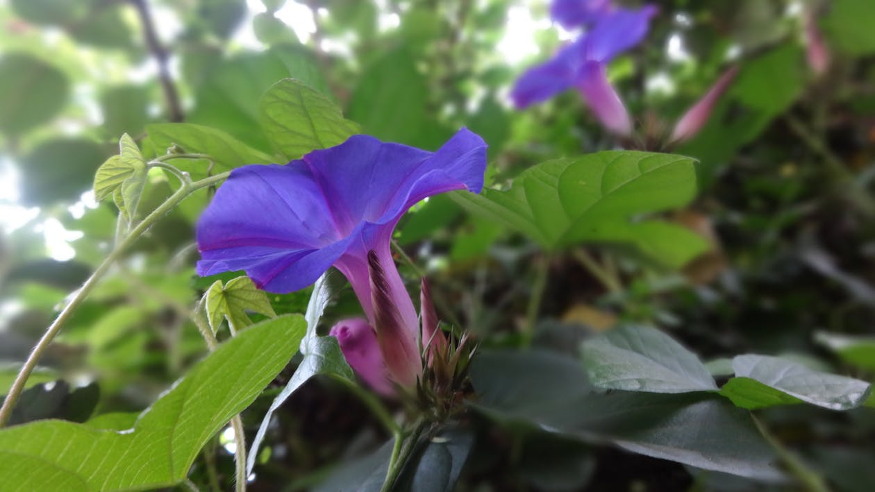 紫色的花朵, 花 的 免费素材图片