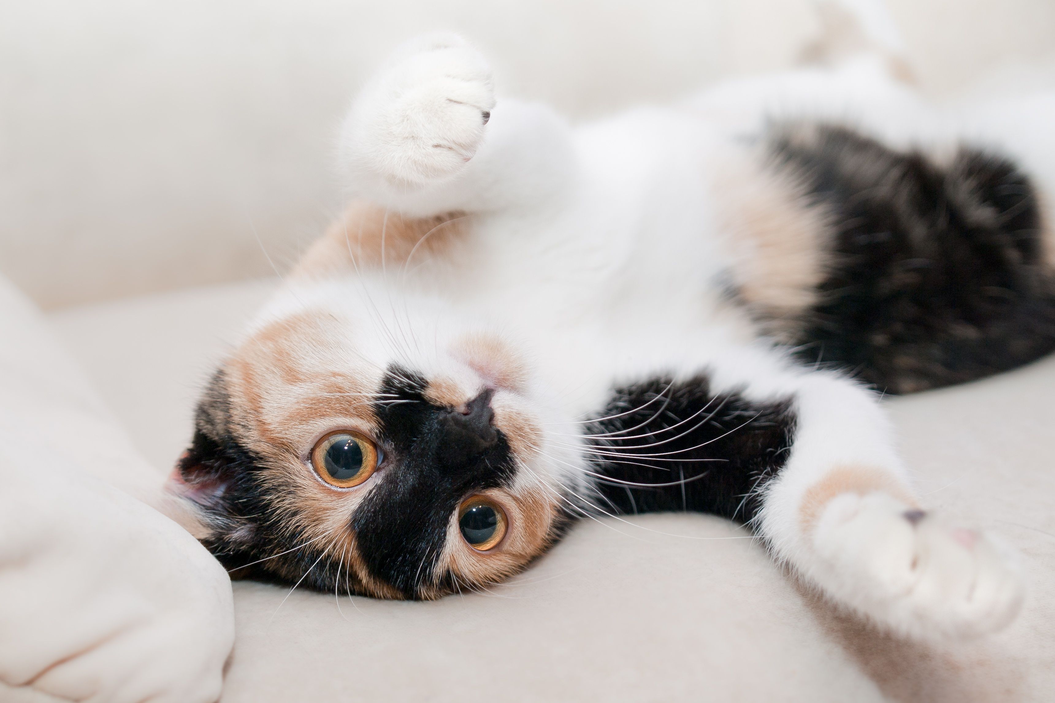 Silver Tabby Cat Lying on Brown Wooden Surface · Free Stock Photo