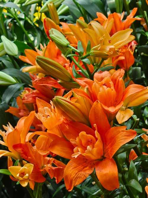 Free A stunning cluster of vibrant orange lilies. Perfect for nature and floral photography lovers. Stock Photo