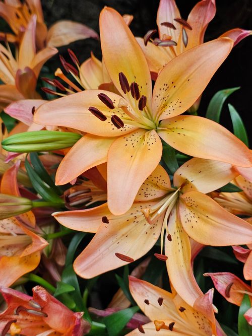 Free A beautiful cluster of orange lilies in full bloom, showcasing their vivid colors and natural beauty. Stock Photo