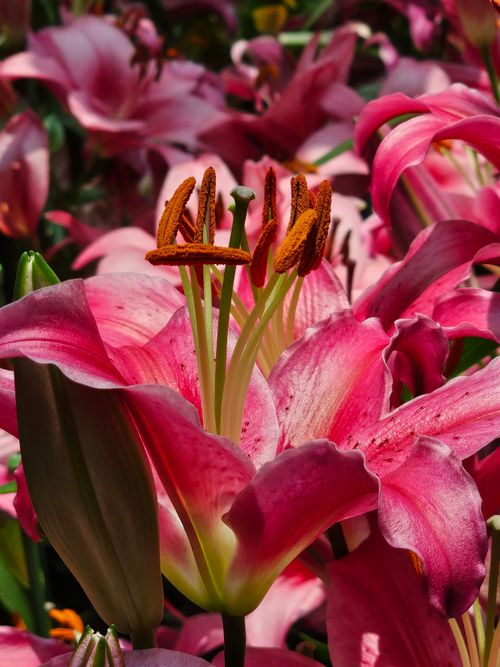 Free Close-up of vibrant pink lilies in full bloom, displaying their intricate petals and vivid colors. Stock Photo