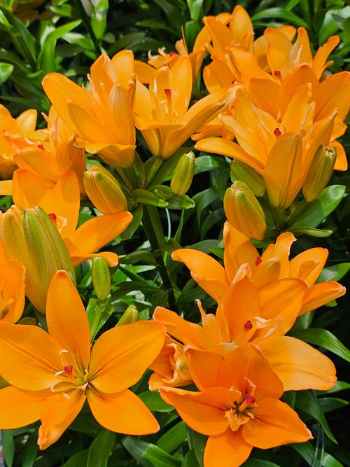 Free Vibrant orange lilies in full bloom create a stunning floral display. Stock Photo