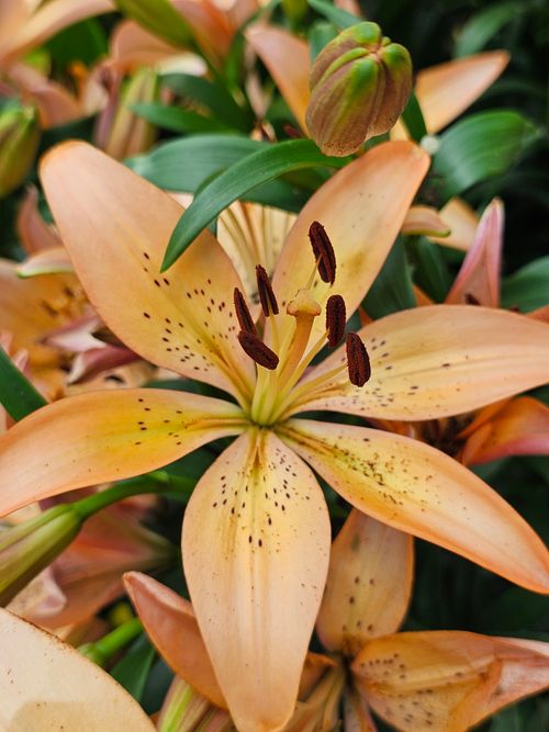 Free Detailed close-up photograph of a blooming orange lily flower with green leaves. Stock Photo