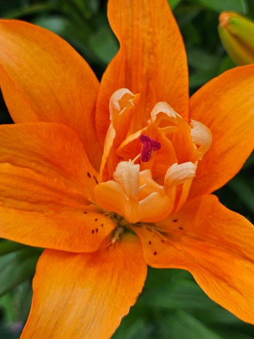 Free Close-up of a vibrant orange lily flower in full bloom showcasing its intricate details. Stock Photo
