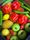 fruits and vegetables
