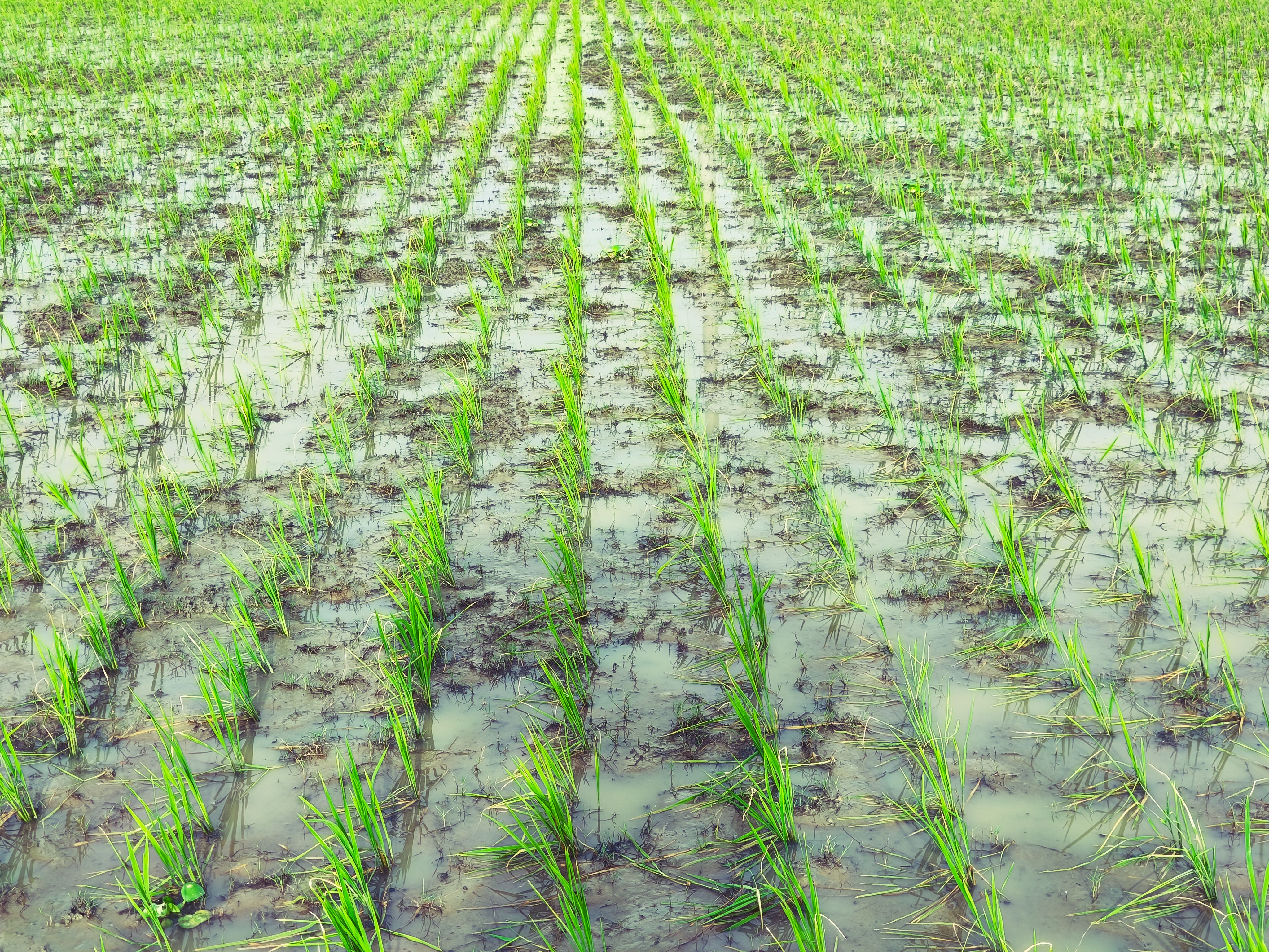 Vibrant green rice seedlings in a flooded field, representing agriculture in Bangladesh.