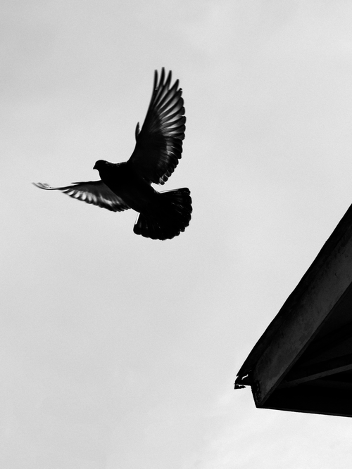 Free A black and white photo captures a pigeon soaring away from a rooftop edge. Stock Photo