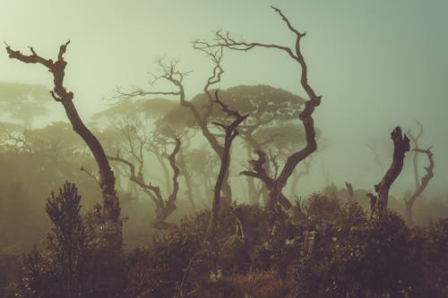 Gratuit Imagine de stoc gratuită din arbori, backlit, ceață Fotografie de stoc