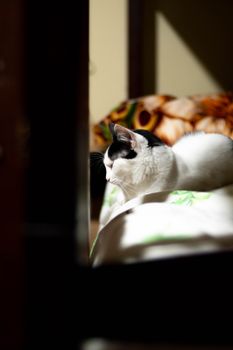 A black and white cat peacefully lounging on a bed in sunlight indoors.
