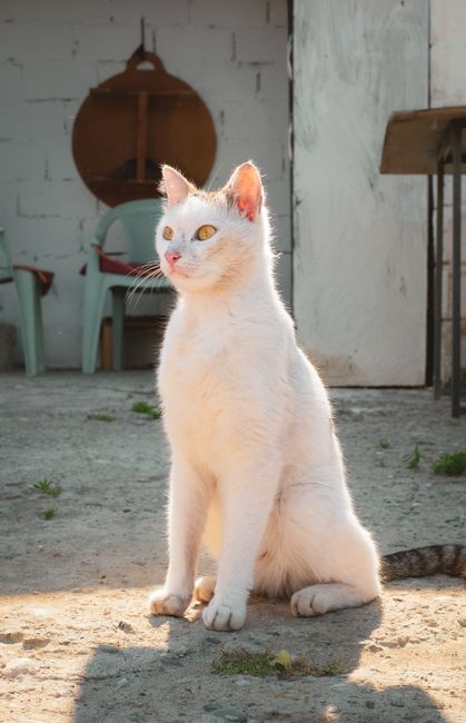 Fotomural Un sereno gato blanco descansa al aire libre bajo la luz del sol, derrochando gracia felina en una pintoresca escena de pueblo.