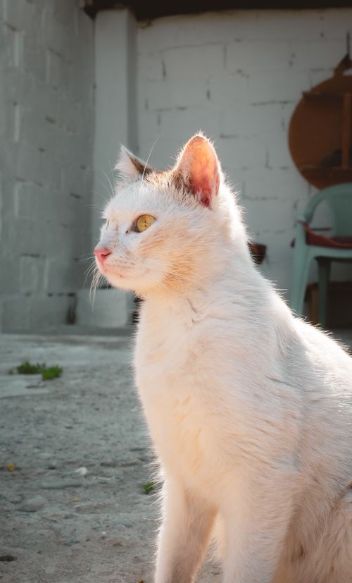 Free A serene white cat basking in sunlight in a peaceful yard in Battalgazi, Türkiye. Stock Photo