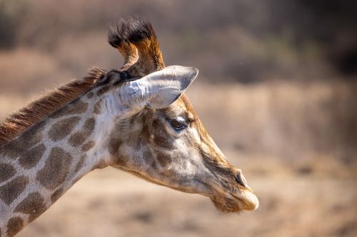 Free Close-up side profile of a giraffe in the wild, showcasing its unique markings and long neck. Stock Photo