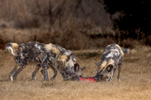 Free Three African wild dogs engage in feeding behavior in a dry, grassy landscape. Stock Photo