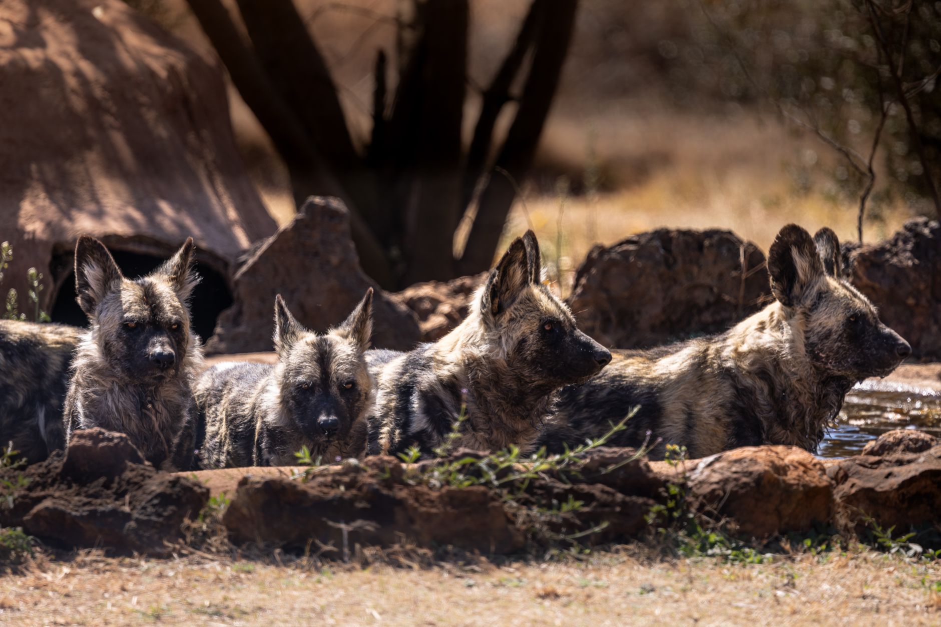 Zambiya'da bir Afrika yaban köpeği sürüsü