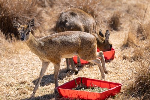 Free Two klipspringers feeding from trays in a dry, grassy environment on a sunny day. Stock Photo