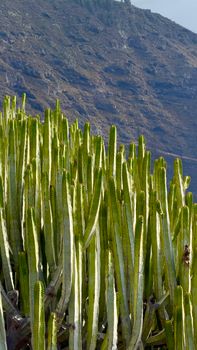 Stunning view of tall cactus plants against El Sauzal mountain landscape.