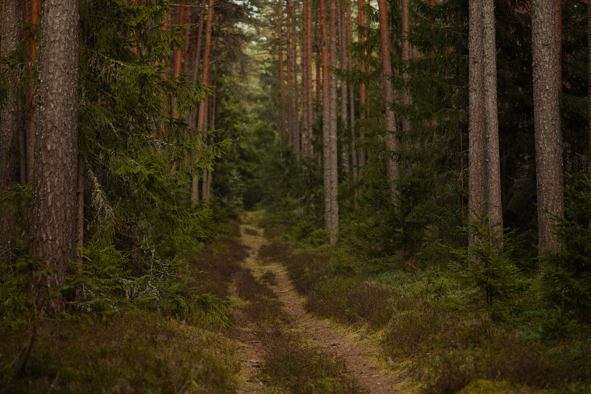 A calming forest trail surrounded by lush greenery, perfect for mindfulness and relaxation.