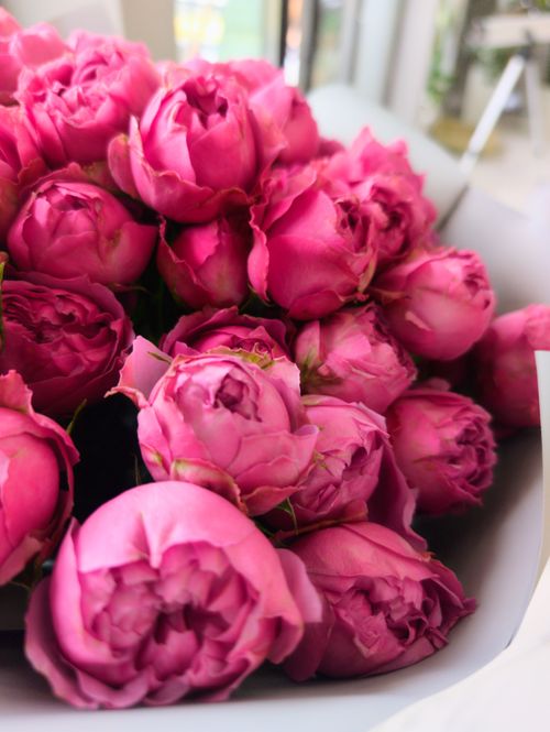 Free A bouquet of vibrant pink peonies beautifully arranged in soft natural indoor light. Stock Photo