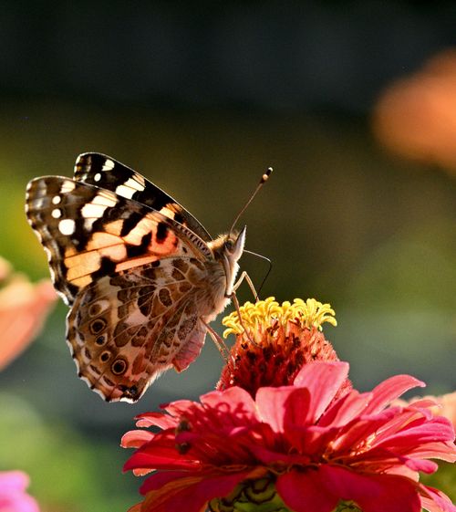 Free Detailed shot of a Painted Lady butterfly feeding on a vibrant zinnia flower, showcasing nature's beauty. Stock Photo