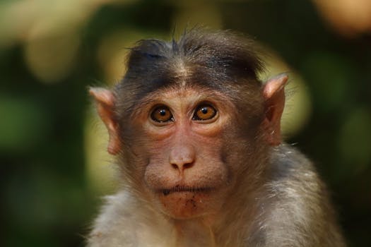 A detailed close-up photograph of a Rhesus Macaque in its natural habitat, capturing intricate facial details.