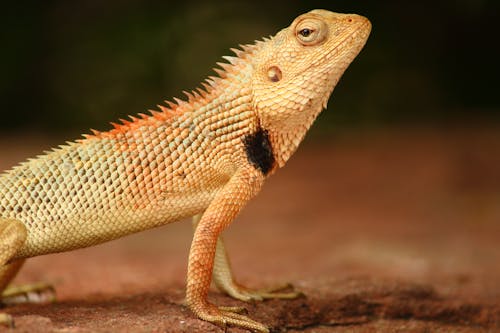 Close-up Shot Of A Bearded Dragon
