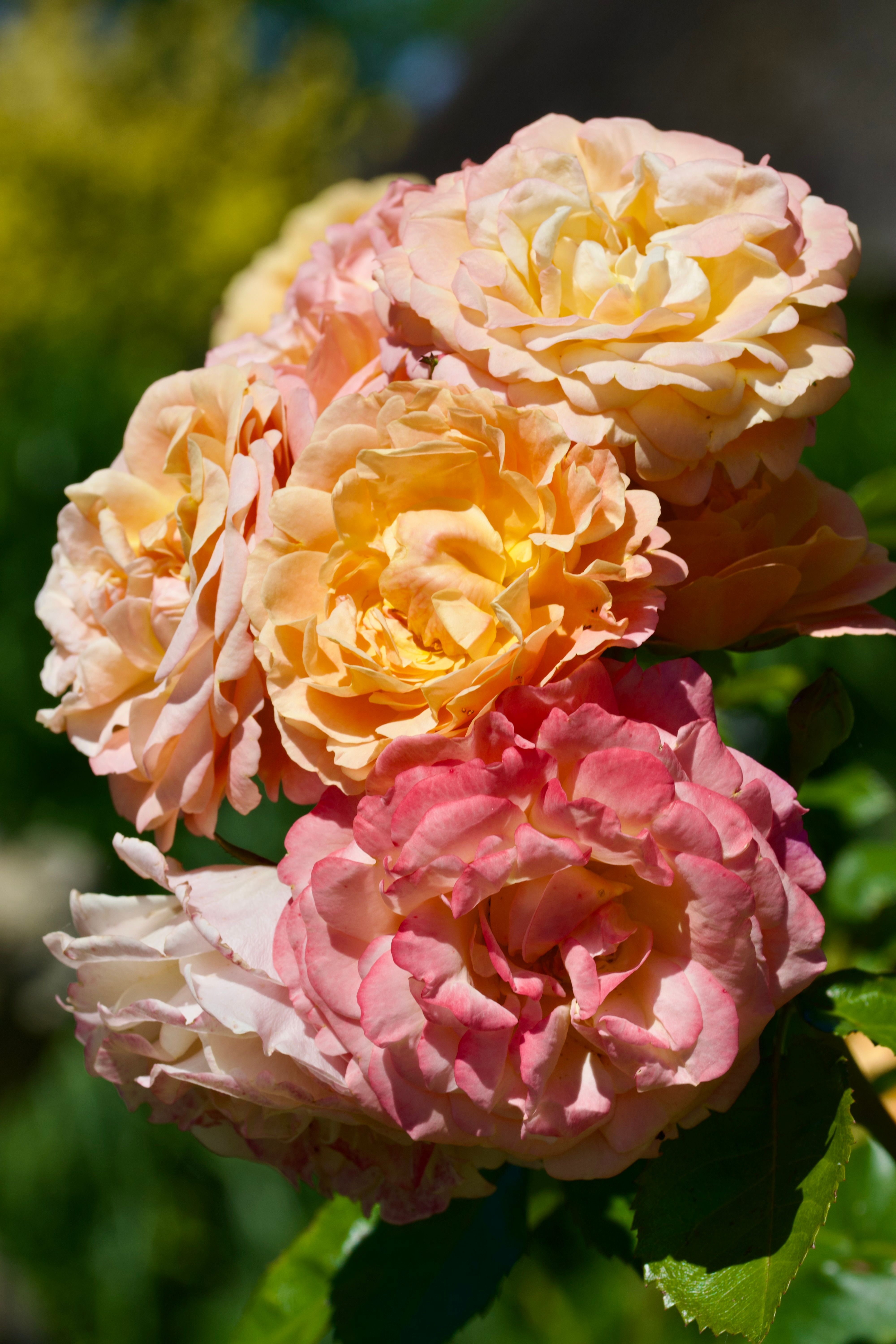 Vibrant multicolored roses in full bloom captured in bright sunlight with lush greenery.