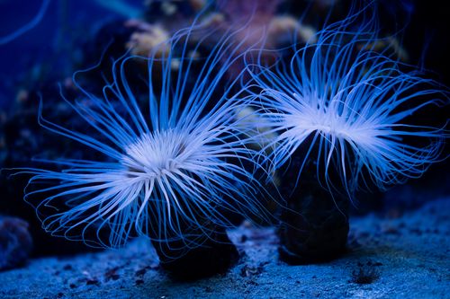 Free A captivating image of glowing blue sea anemones underwater, showcasing their delicate tentacles. Stock Photo
