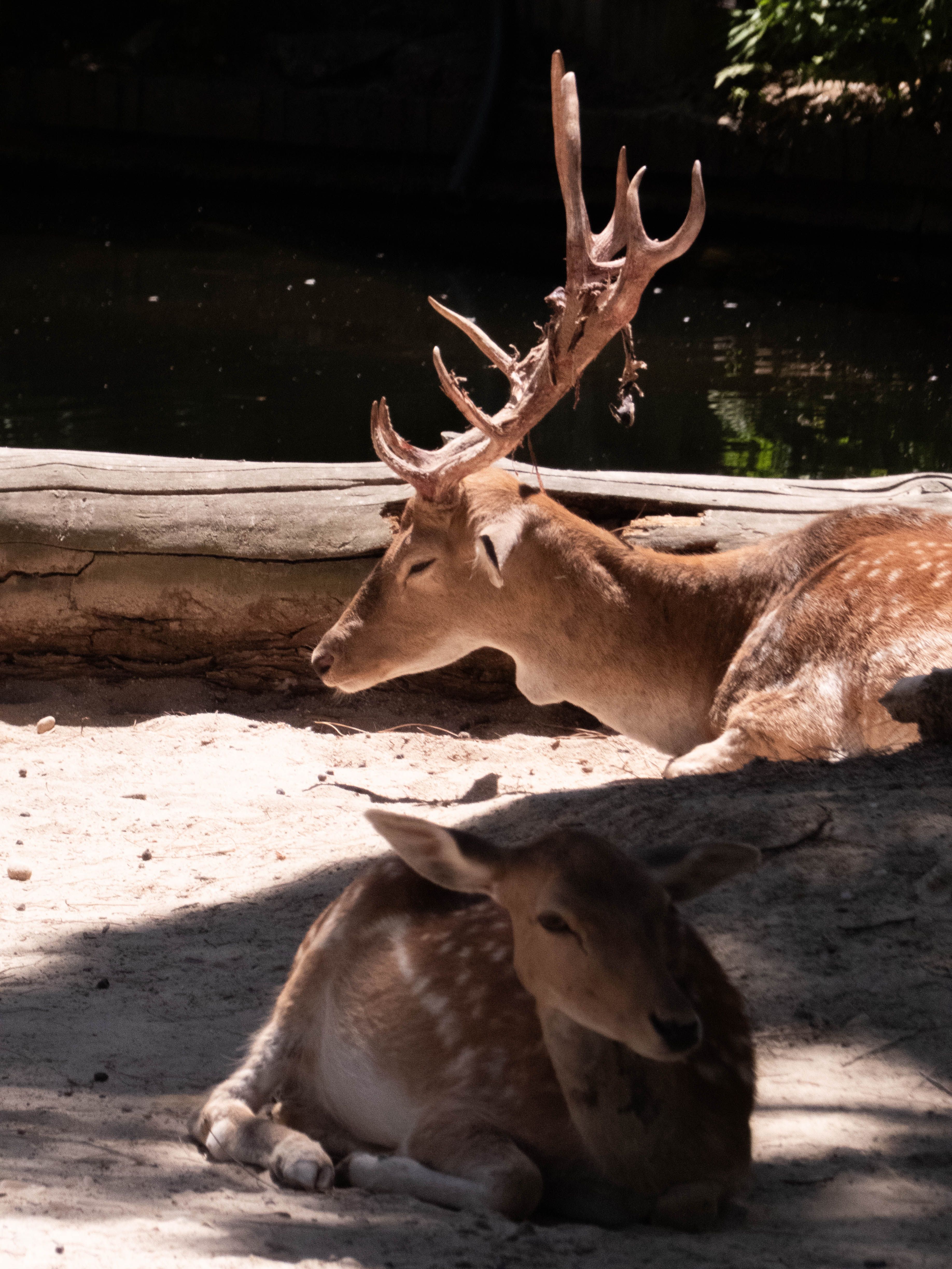 Fotomural Dos ciervos descansando bajo la luz del sol en un zoológico, mostrando sus majestuosas astas y su hábitat natural.