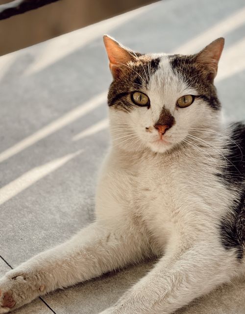 Free Charming close-up of a domestic cat lounging indoors, basking in warm sunlight on a tiled floor. Stock Photo