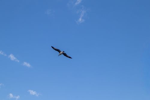 Free A lone seagull gracefully soars across a clear blue sky in Istanbul, Türkiye. Stock Photo