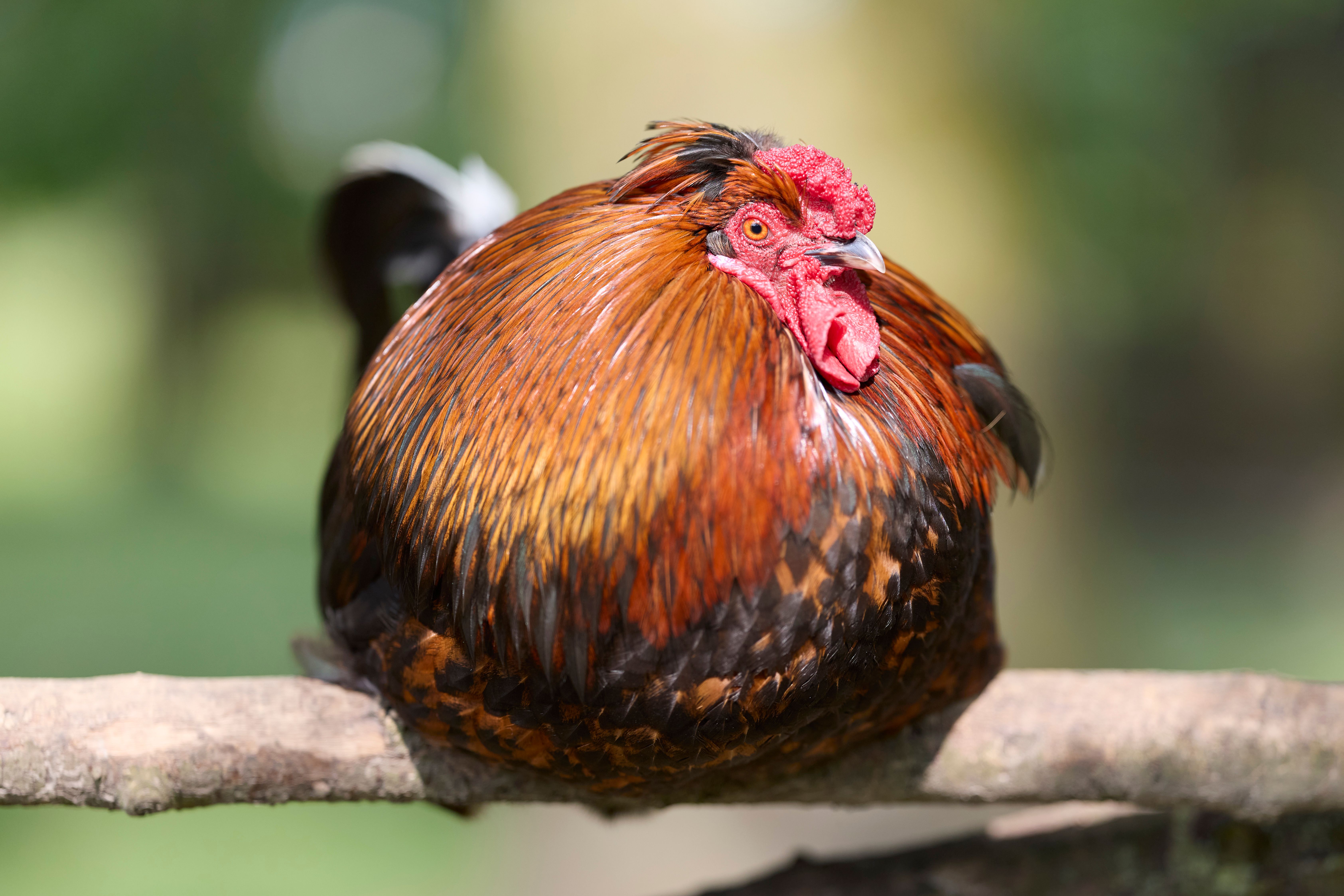 Rescued rooster resting in a clean quarantine crate, soft morning light, visible leg bandage