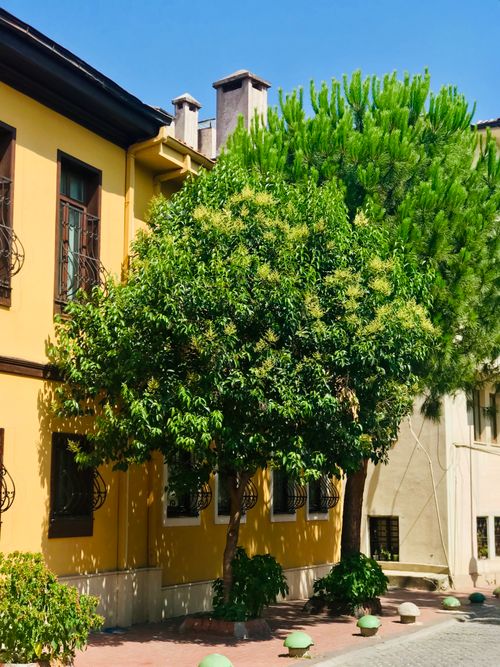 Free Bright, sunny day with a yellow building and lush green trees in a picturesque street view. Stock Photo