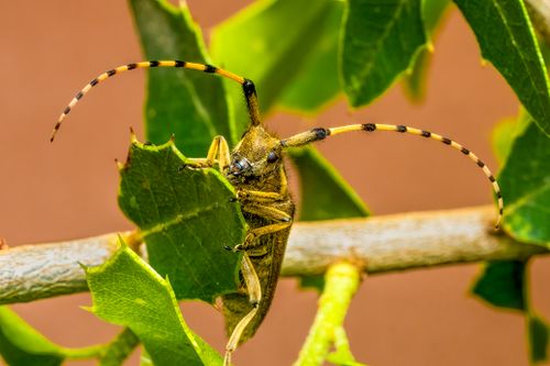Free Detailed macro shot of a longhorn beetle perched on a leafy branch in Valencia, Spain. Stock Photo