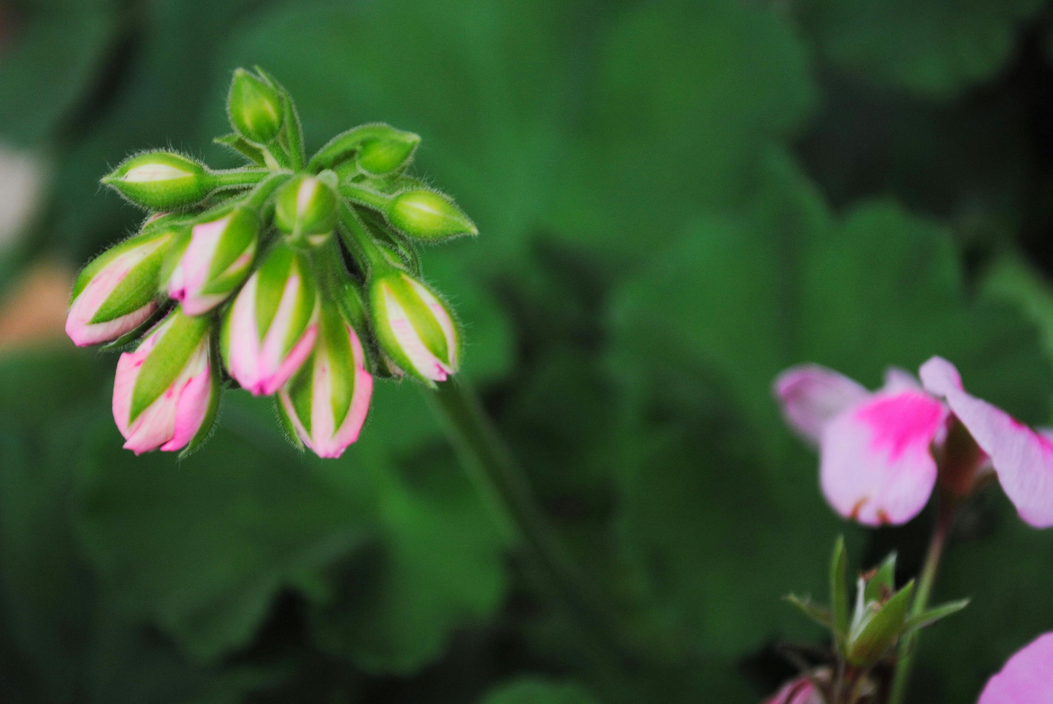 Free stock photo of beautiful, flower, flower bud