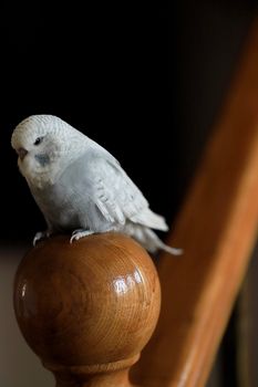 A serene white budgie resting on a polished wooden staircase indoors.