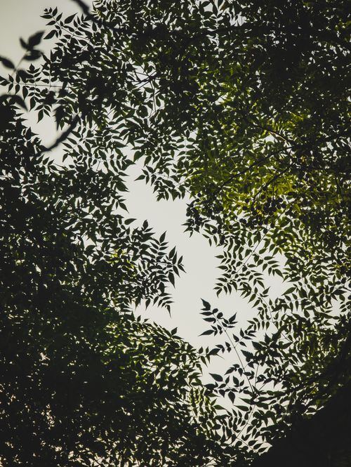 Free Dense tree leaves form a natural canopy against a bright sky, showcasing nature's pattern. Stock Photo