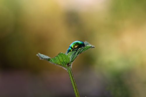 Free Close-up of a metallic green beetle resting on a leaf with a soft-focus background. Stock Photo