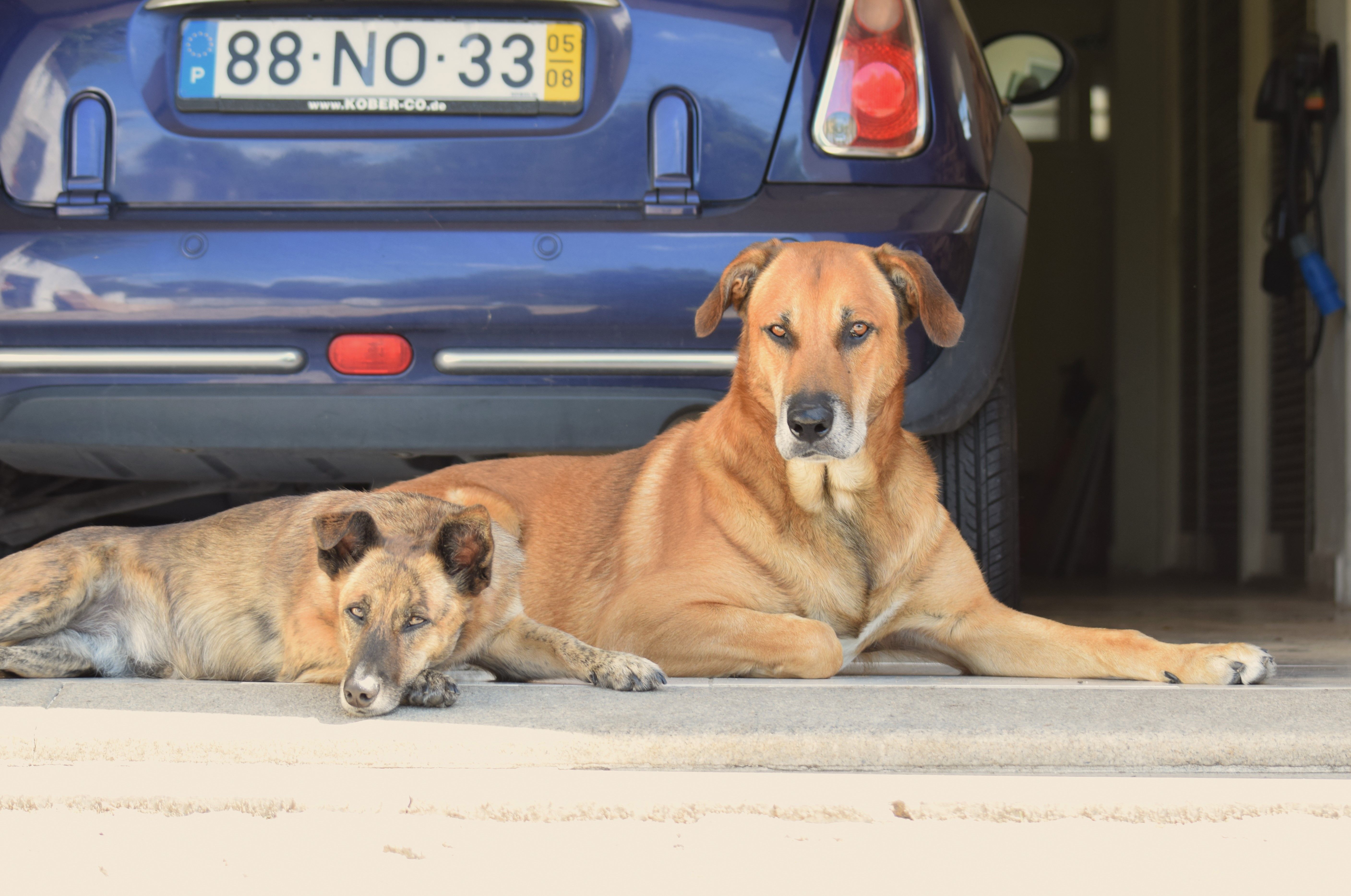 Dogs as Lifestyle Companions: What This Means for Brands &amp; Retailers — Photo by Rui Dias on Pexels